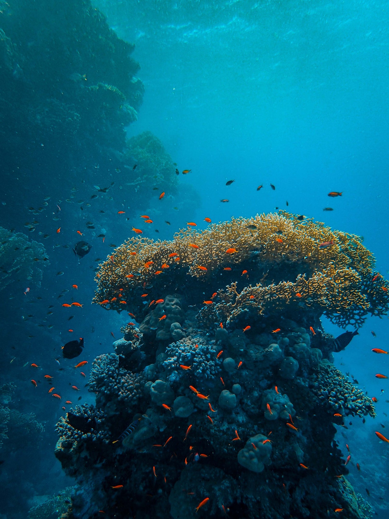 Vibrant and healthy coral reef blooming in Fiji Waters.