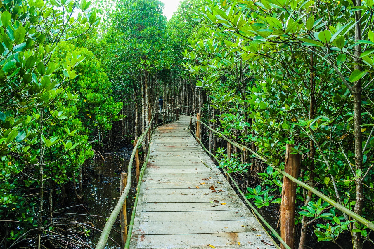 The conservation of mangroves and associated ecosystems is a key natural adaptation strategy in Fiji